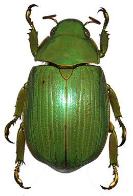 chrysina giesberti